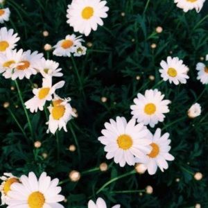 Meet your Posher, Lucy